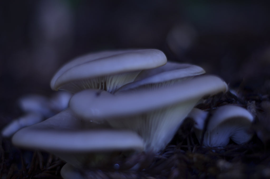 Beginner Mushroom Cultivation Workshop | Bloomverse Plant Expo