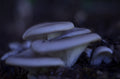 Beginner Mushroom Cultivation Workshop | Bloomverse Plant Expo